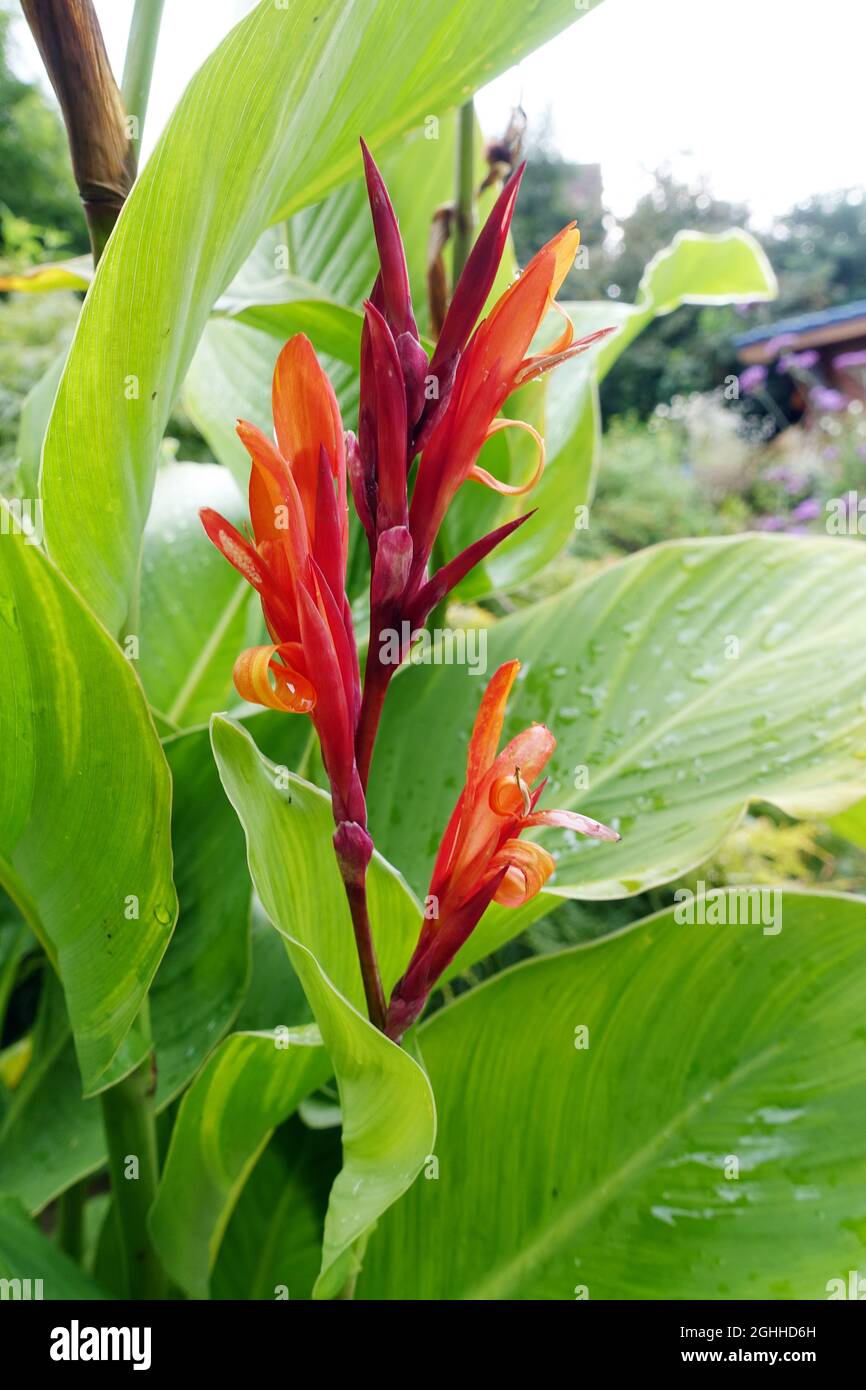 Canna lily with red inflorescence Stock Photo - Alamy