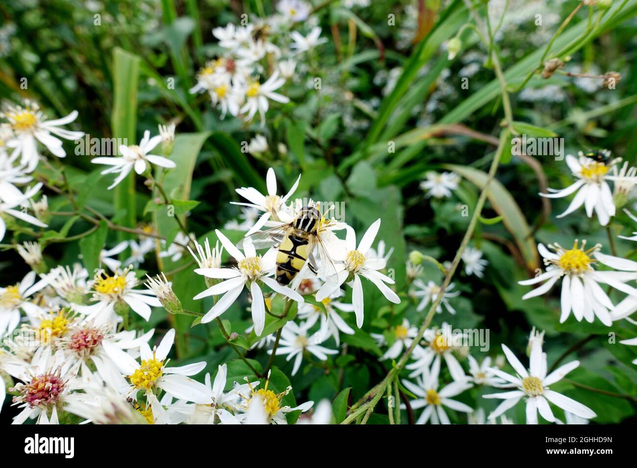 White wood aster (Eurybia divaricata, Syn.Aster divaricatus) Stock Photo