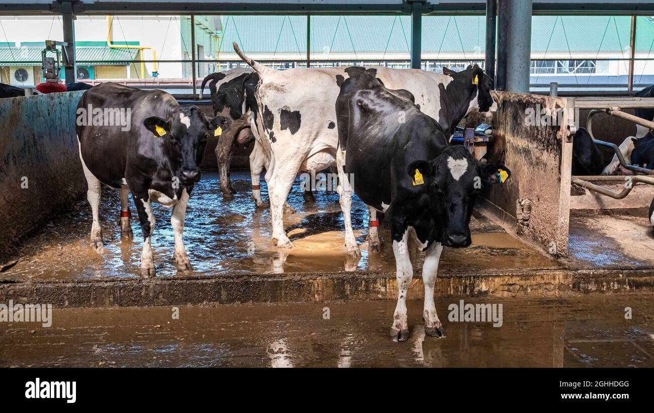 Cow close up. Stalls of a modern barn with cows and rows of special