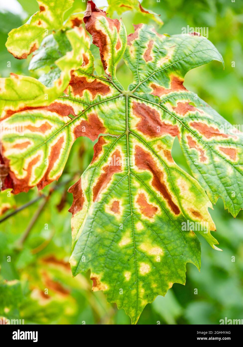 Grapevine trunk diseases hires stock photography and images Alamy