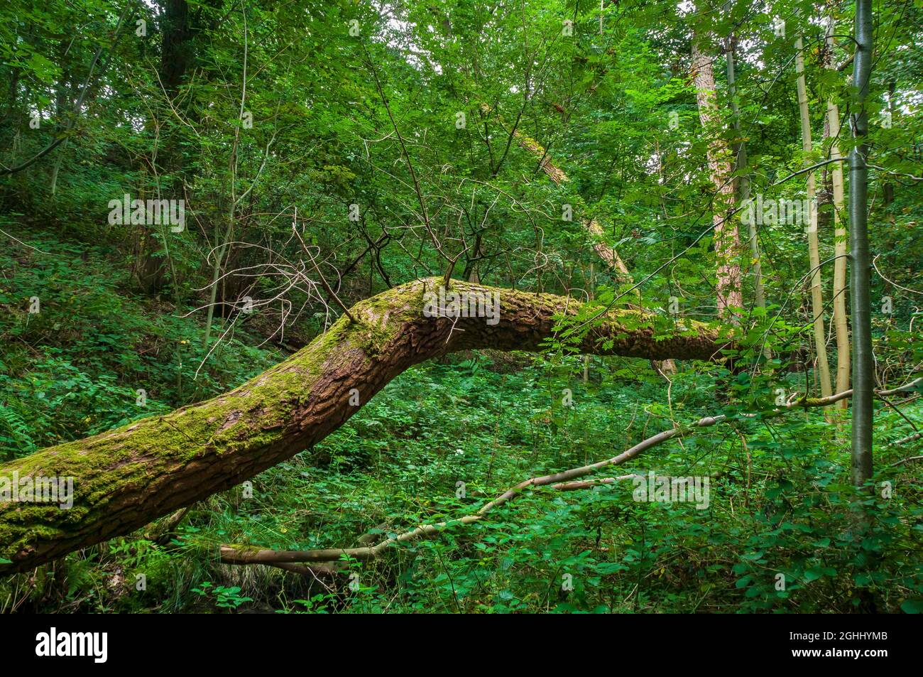 Broken Italian Black Poplar with roughly-textured bark, laid horizontally by a stream in Leeshall Wood, Gleadless Valley, Sheffield. Stock Photo