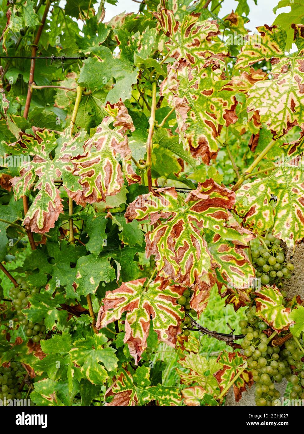 Wine Leaf Disease High Resolution Stock Photography And Images Alamy wine-leaf-disease-high-resolution-stock-photography-and-images-alamy