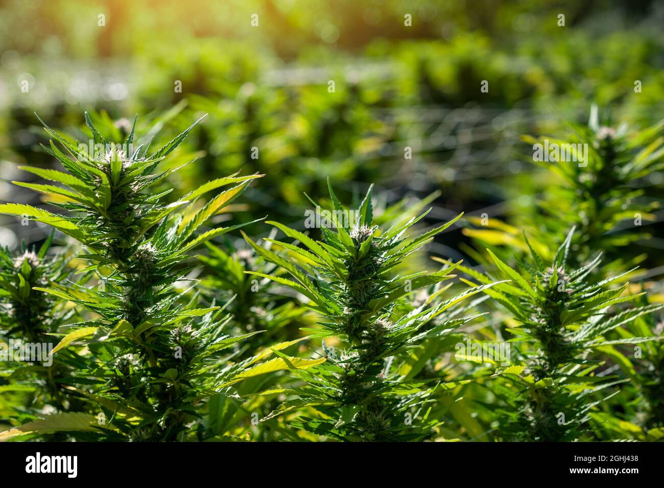 Cannabis, also known as marijuana is an annual, dioecious herb.. Stock Photo