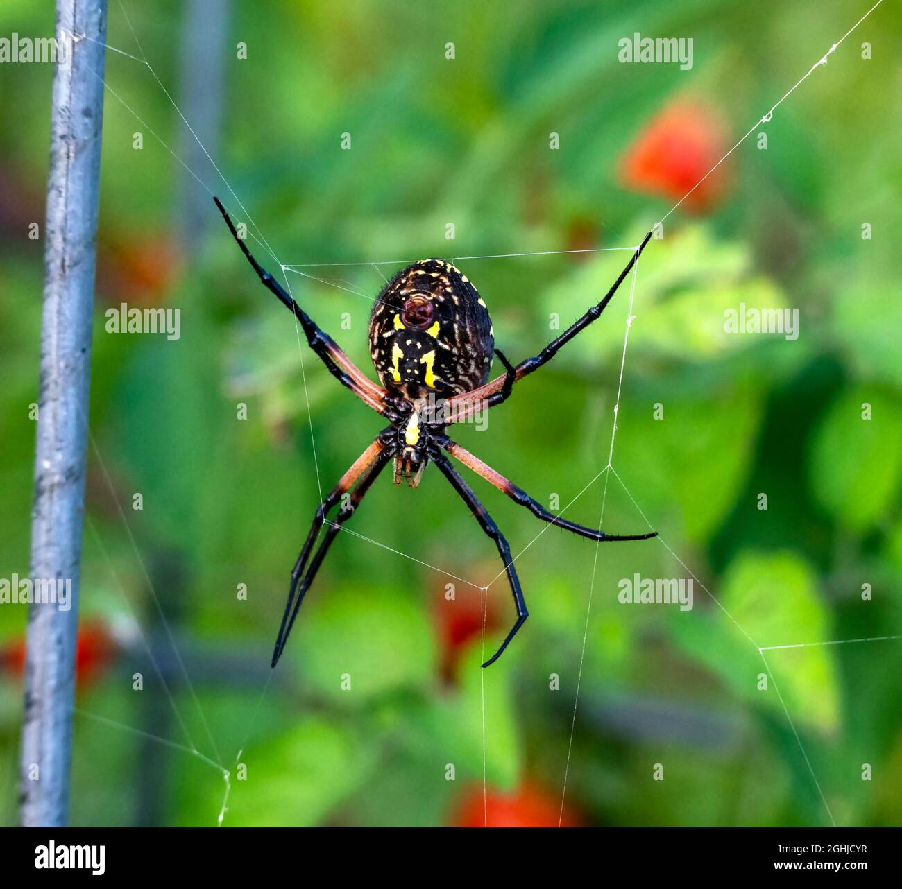 Yellow garden spider, Argiope aurantia, spinning web on tomato plant in garden. Stock Photo