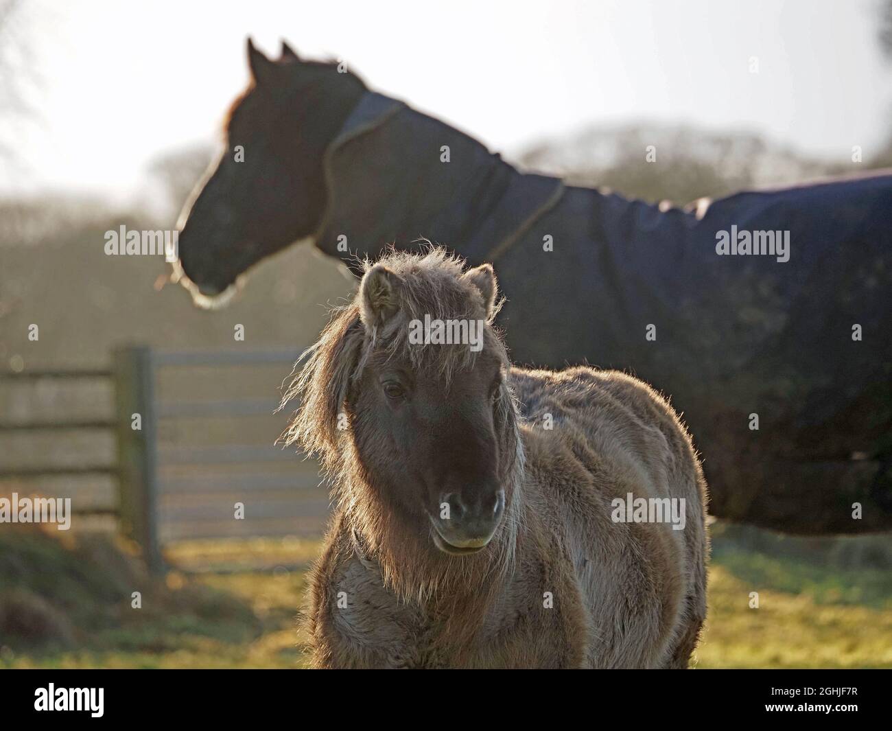 two horses sharing a field - one large, dark, profile wearing coat in background, one short with thick coat & mane facing camera - Cumbria, England,UK Stock Photo