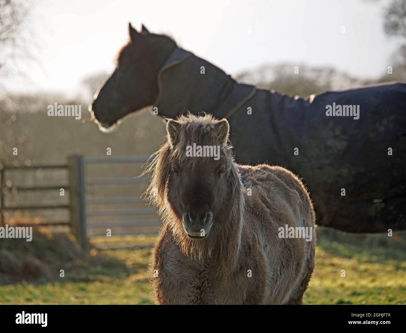 two horses sharing a field - one large, dark, profile wearing coat in background, one short with thick coat & mane facing camera - Cumbria, England,UK Stock Photo