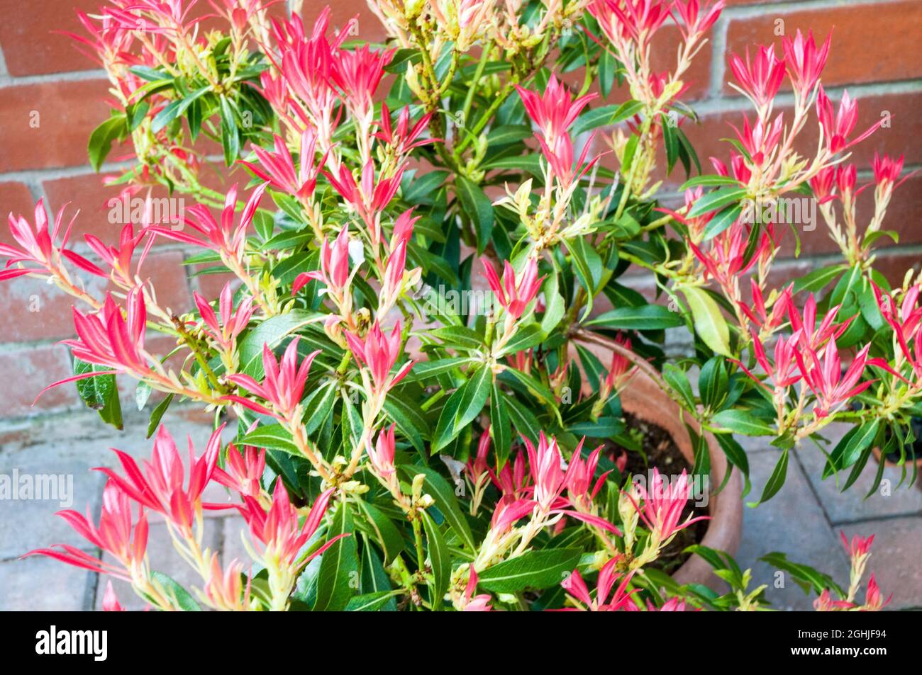 New young red foliage on Pieris Forest flame growing in a planter in mid to late spring  it is an evergreen perennial that is frost hardy. Stock Photo