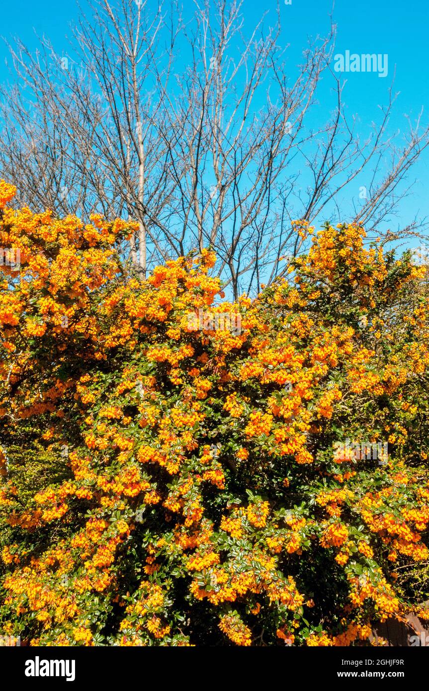 Berberis darwinii a large evergreen shrub in full flower bearing clusters of dark orange flowers in spring and sometimes in autumn and is fully hardy Stock Photo