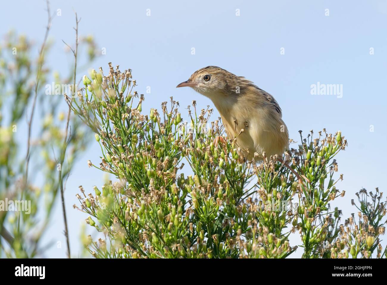 Zitting cisticola Cisticola juncidis on Horseweed plant in Spring south Portugal, Europe Stock Photo