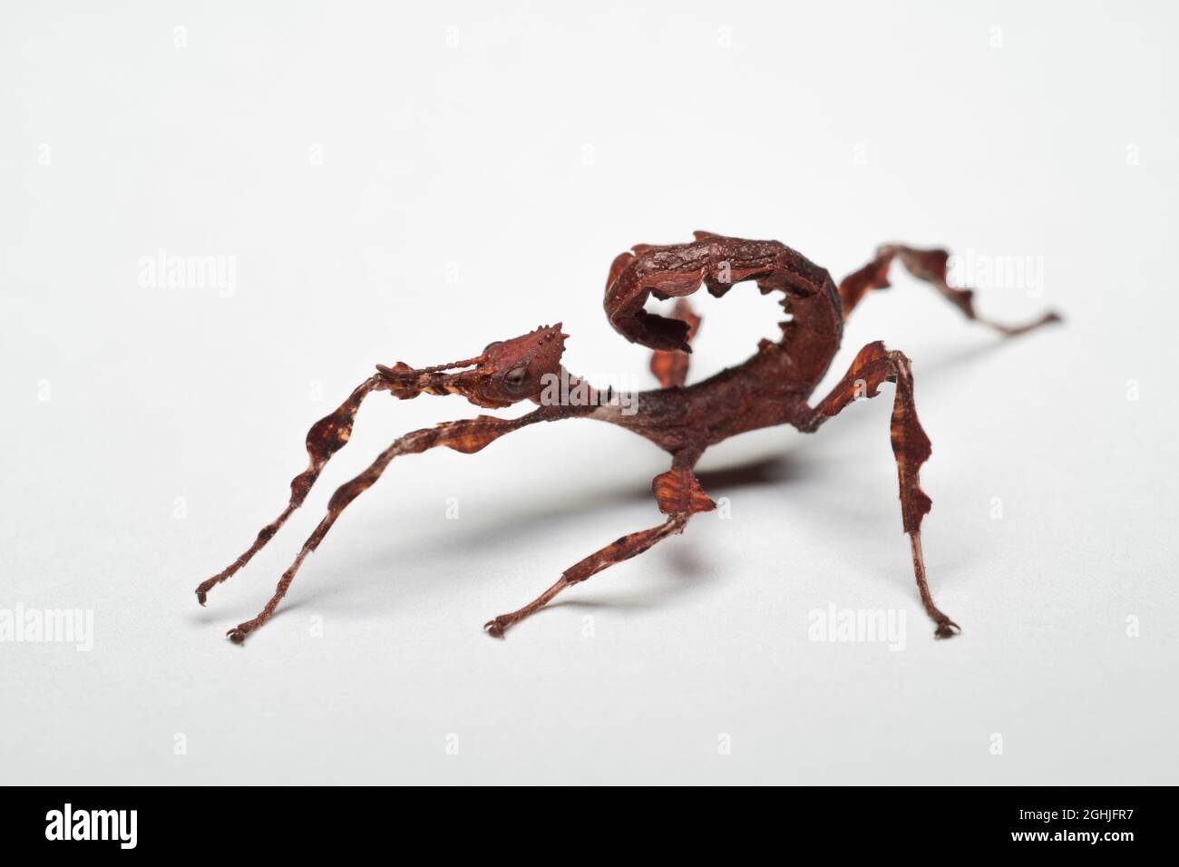 Spectre Stick Insect Macleays spectre stick insect extatosoma hi-res stock photography and ...