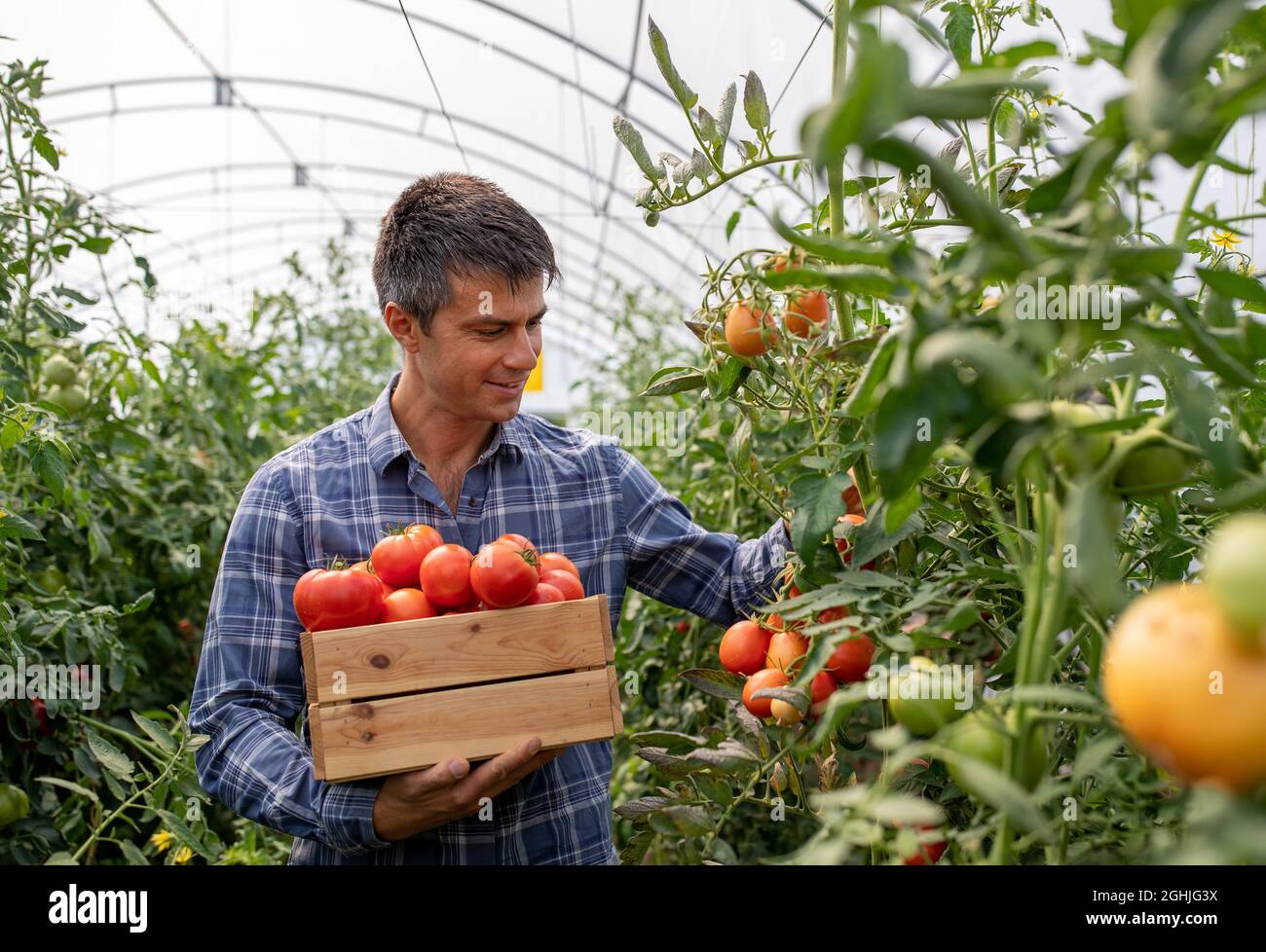 Young male farmer holding wooden crate with tomatoes in greenhouse. Man ...