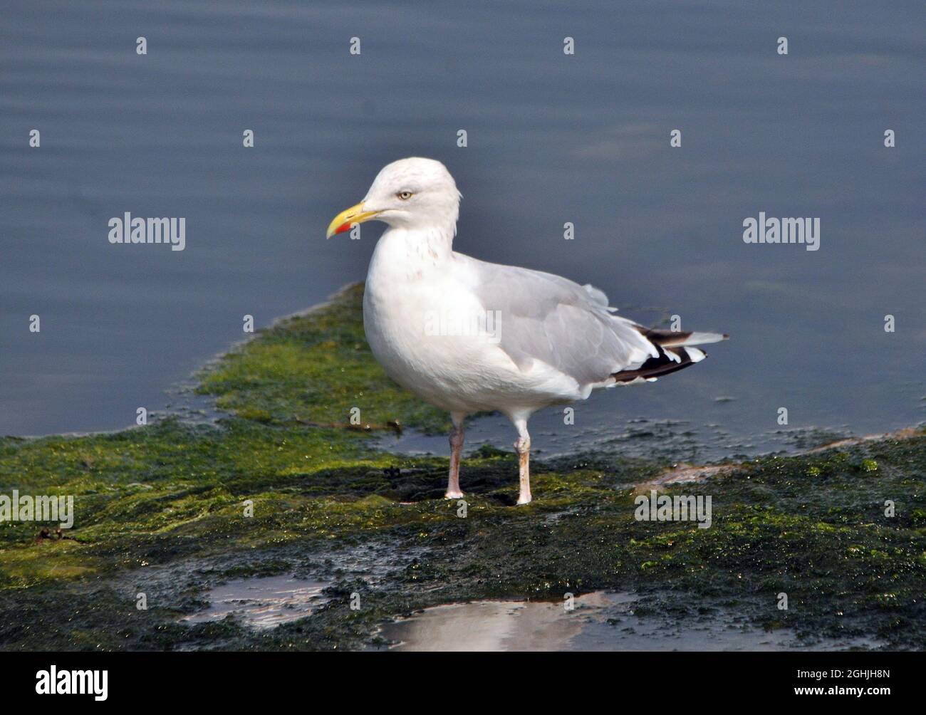 Gull castle hires stock photography and images Alamy