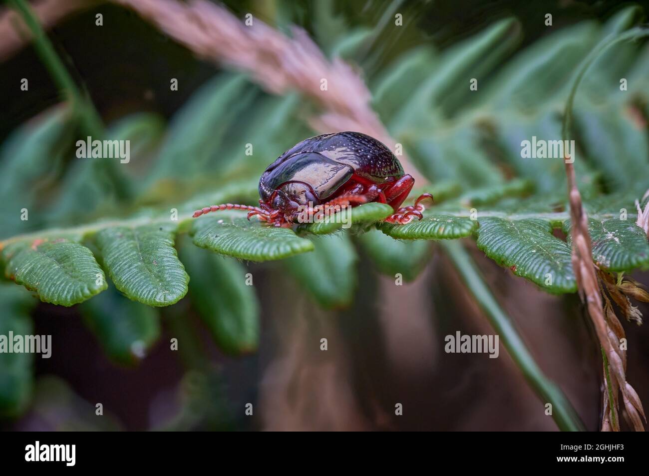 Rhinocerous Beetle on foliage Stock Photo
