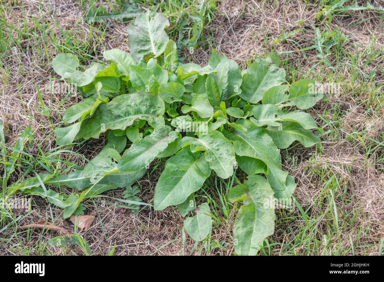 Clump of large leaves of Broad-leaved Dock / Rumex obtusifolius at the side of a cropped field. It's a troublesome & common agricultural weed in UK. Stock Photo