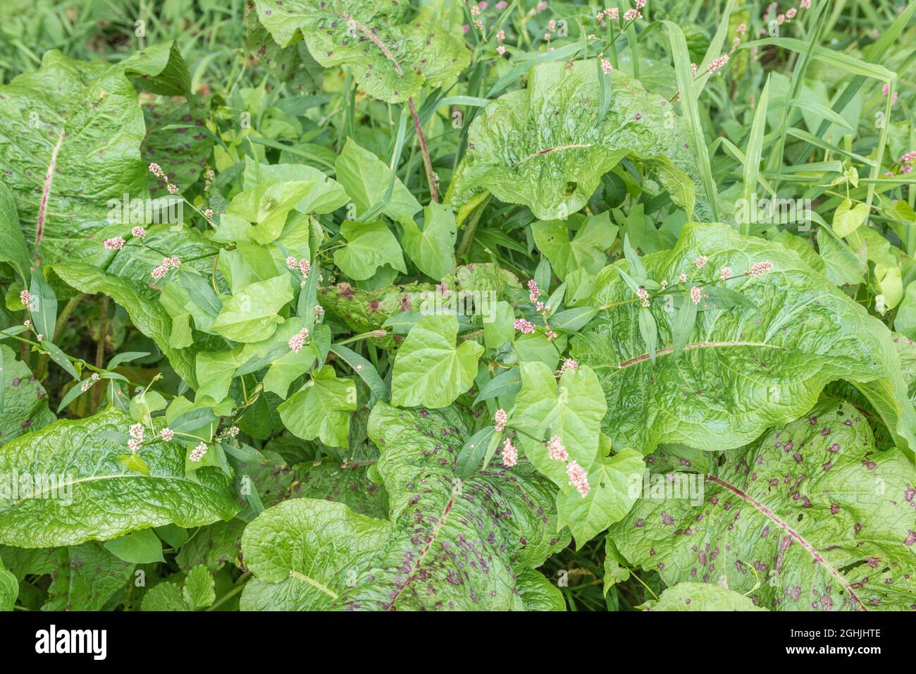 Three very common UK arable weeds: Redshank / Polygonum persicaria, Broad-leaved Dock / Rumex obtusifolius & Hedge Bindweed / Calystegia sepium. Stock Photo