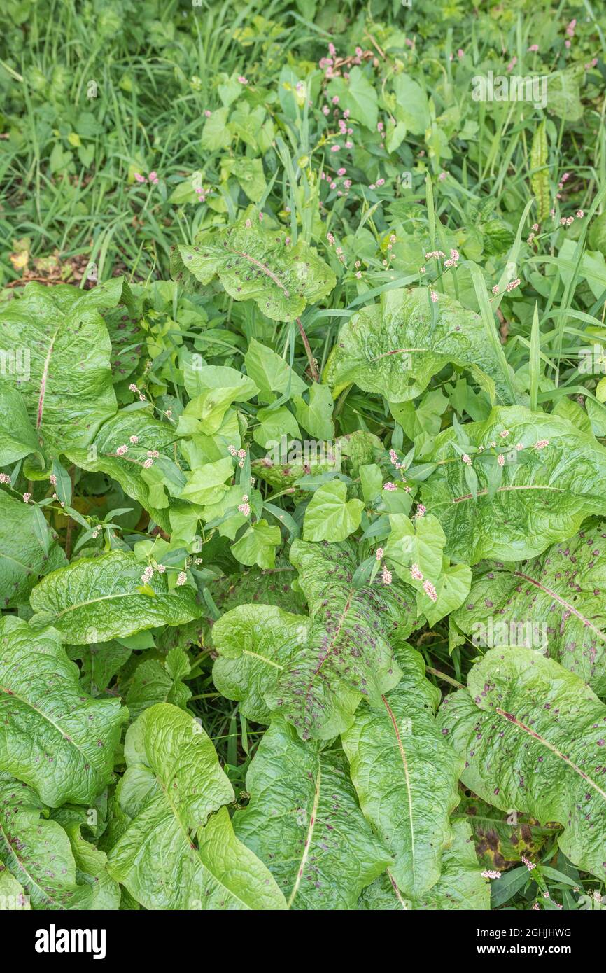 Three very common UK arable weeds: Redshank / Polygonum persicaria, Broad-leaved Dock / Rumex obtusifolius & Hedge Bindweed / Calystegia sepium. Stock Photo