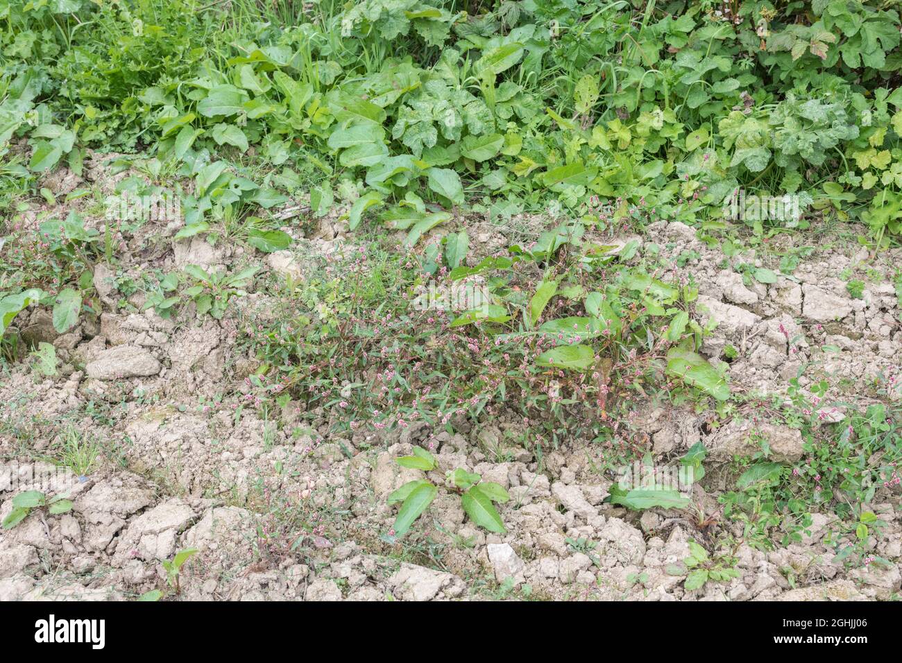 Weed infestation of arable field in UK. Redshank / Polygonum persicaria (centre) & Broad-leaved dock / Rumex obtusifolius (back). Both herbal plants. Stock Photo