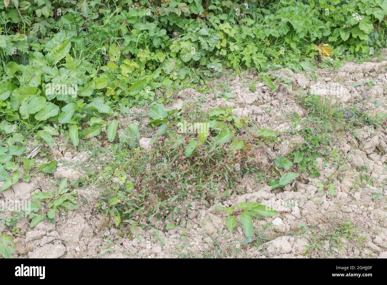 Weed infestation of arable field in UK. Redshank / Polygonum persicaria (centre) & Broad-leaved dock / Rumex obtusifolius (back). Both herbal plants. Stock Photo