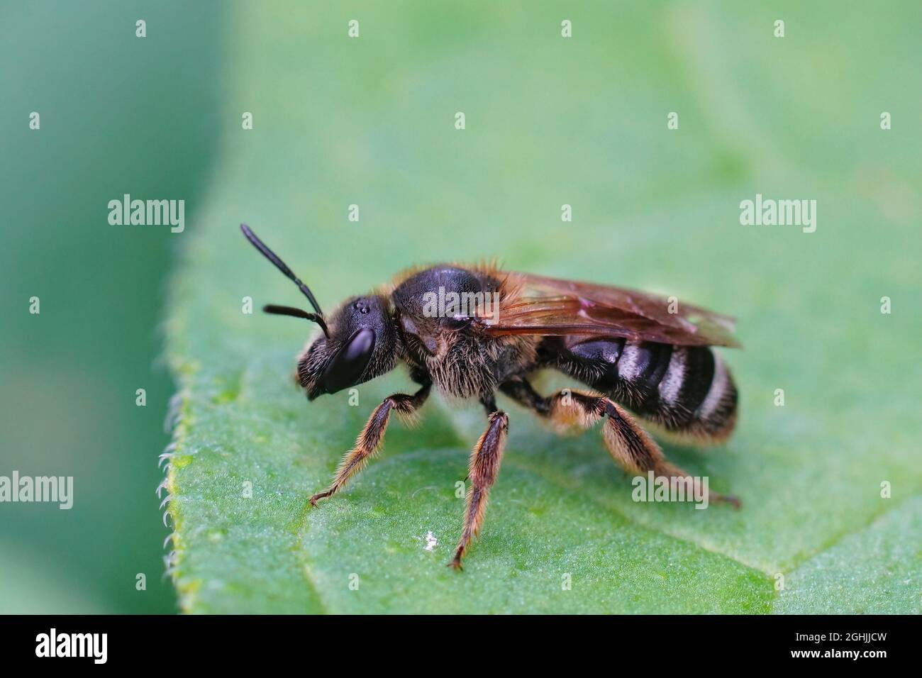 Closeup on a female Bull-headed furrow bee, Lasioglossum zonulum Stock ...