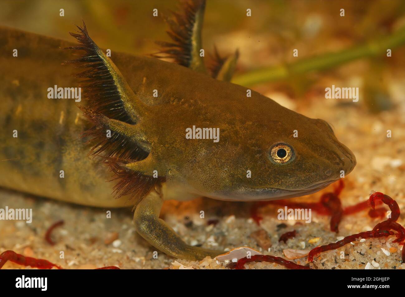 Barred Tiger Salamander Larvae