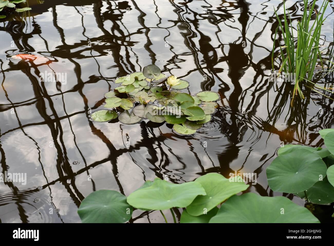 Lily pads and flowers on the surface in a decorative pond in the Muttart Conservatory botanical gardens and horticultural centre in Edmonton, Alberta, Stock Photo