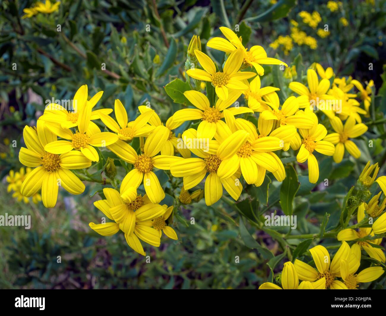 Boneseed Daisies (Chrysanthemoides monilifera) yellow flowers Stock Photo