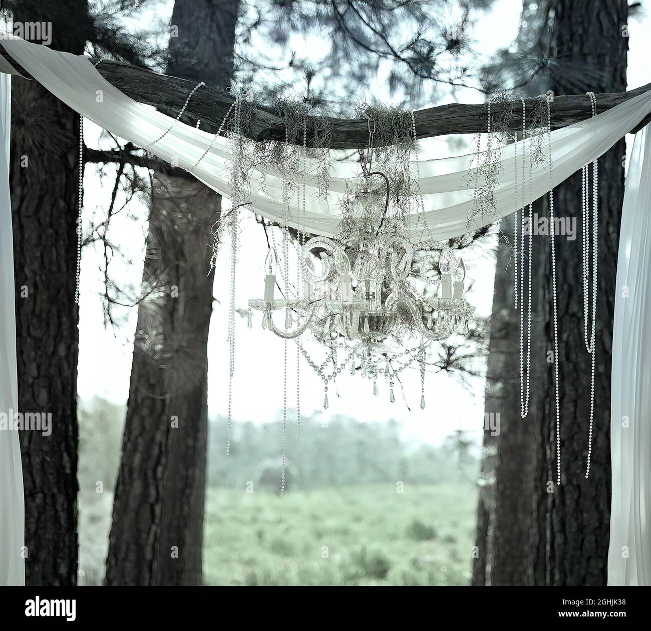 A crystal chandelier hanging from trees draped with sheer fabric and