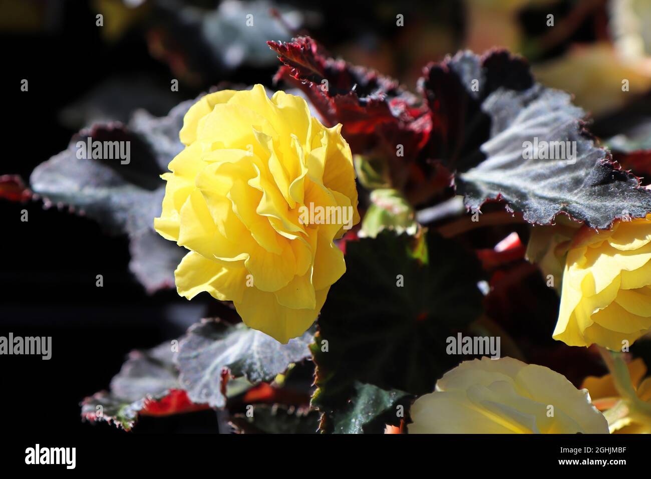 A yellow begonia growing in the sunlight Stock Photo