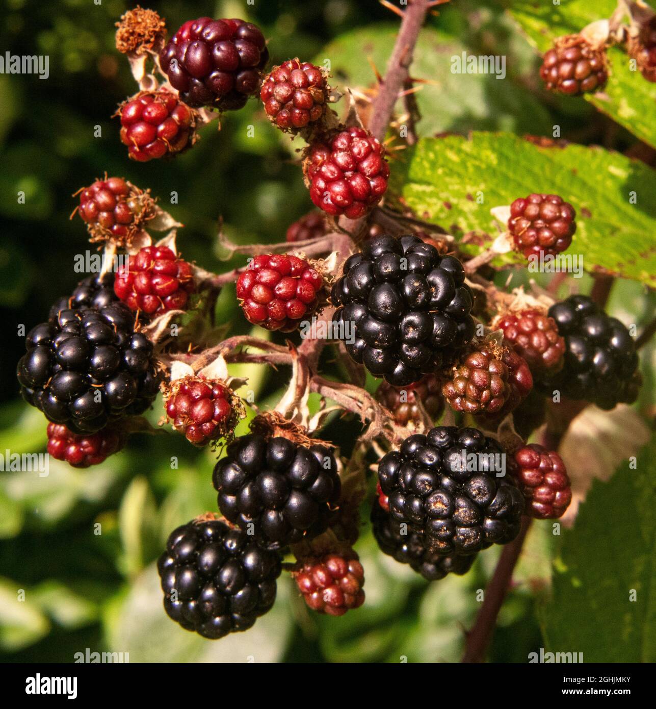 Blackberries on the bush; some ripe, others red and unripe, in a garden in Sussex, UK; an edible fruit in the genus Rubus, family Rosaceae Stock Photo