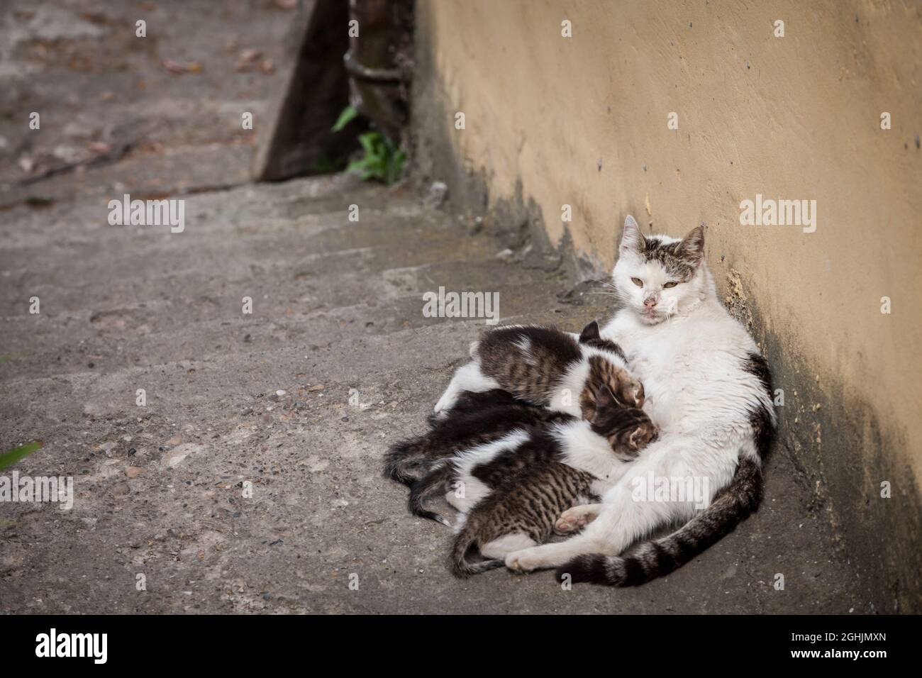 Picture of a female cat, a young mother, breastfeeding her kitten