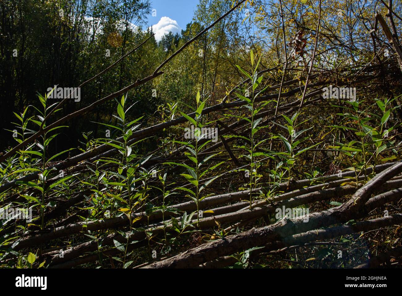 Young willow shoots grow from the trunks of broken and fallen willow