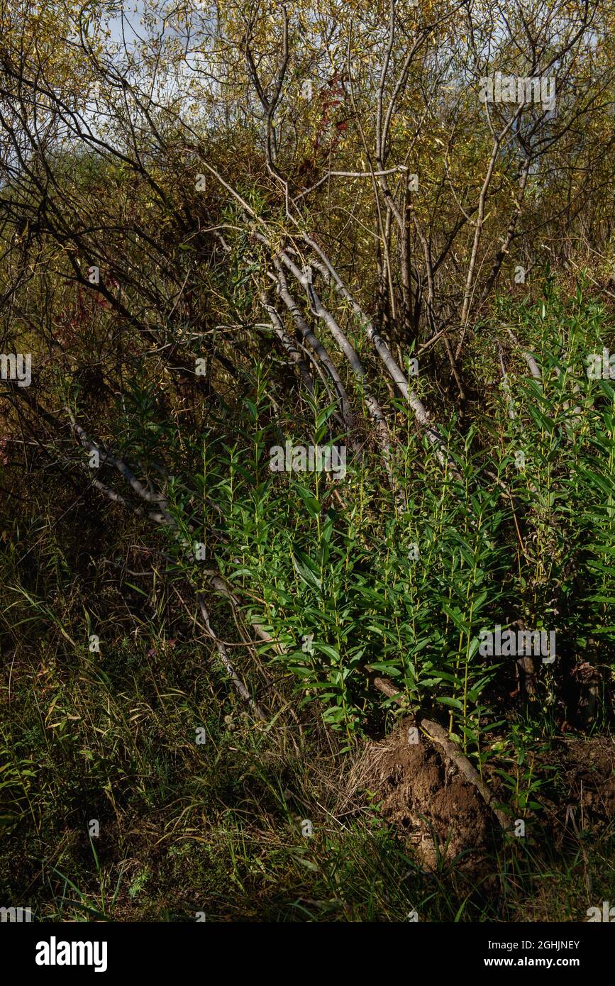 Young willow shoots grow from the trunks of broken and fallen willow