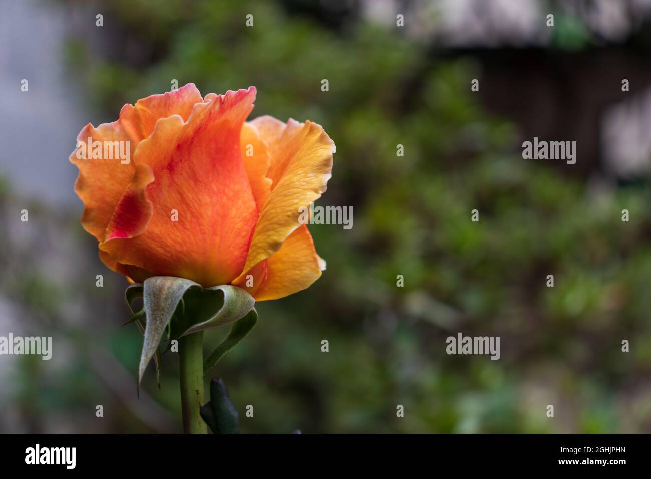 Single orange rose selective focus Stock Photo