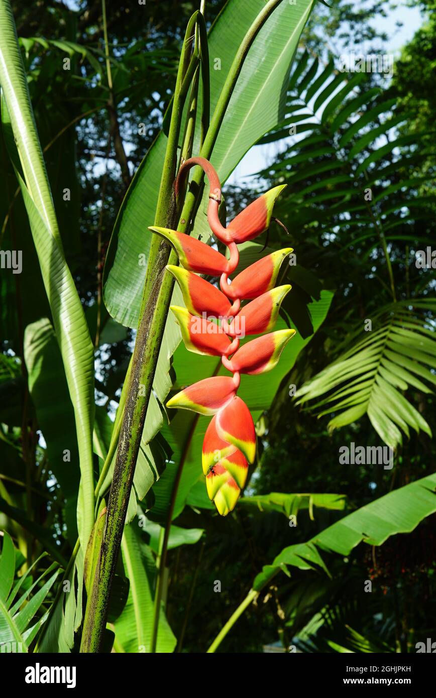 Red banana flower hi-res stock photography and images - Alamy