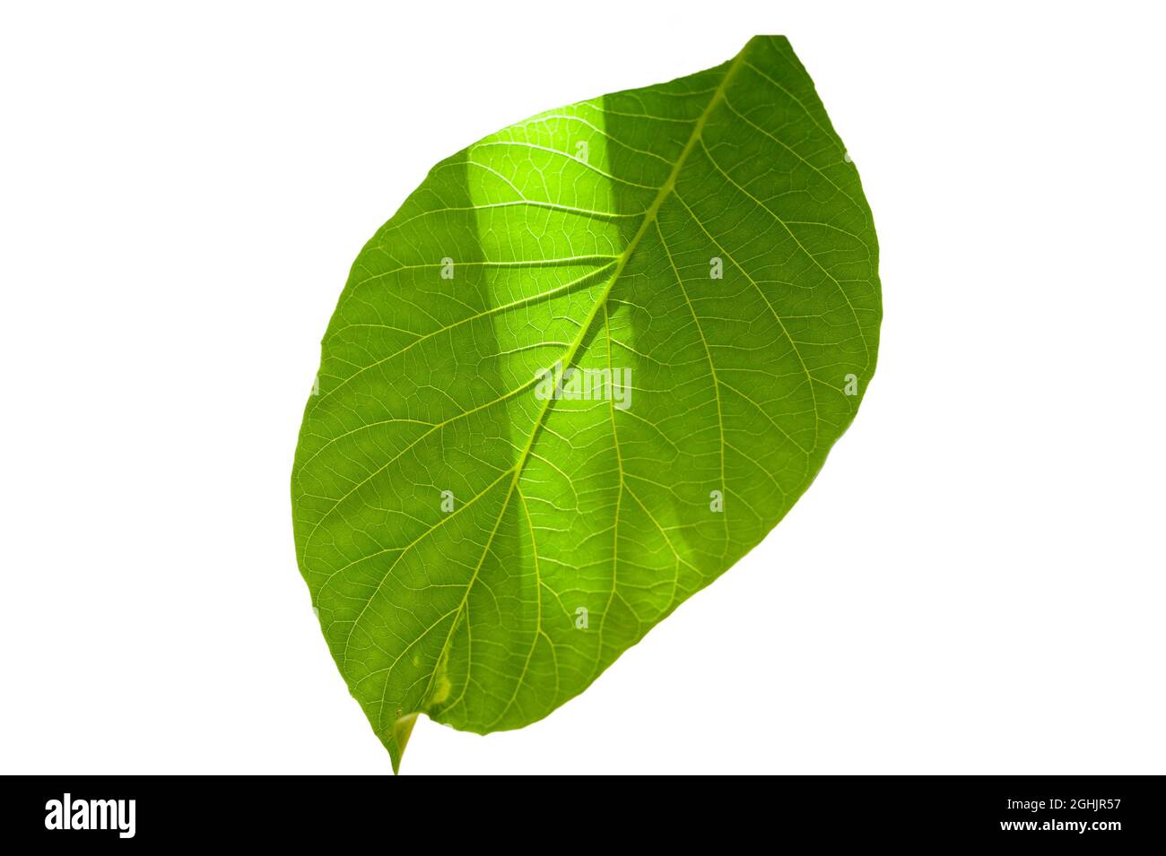 walnut leaf isolated on white background Stock Photo