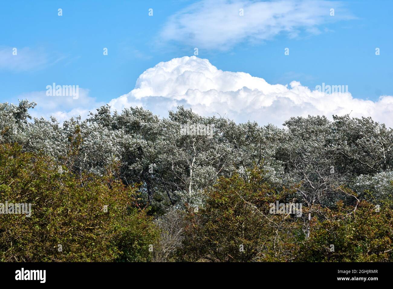 Branches of trees against the cloudy sky Stock Photo - Alamy