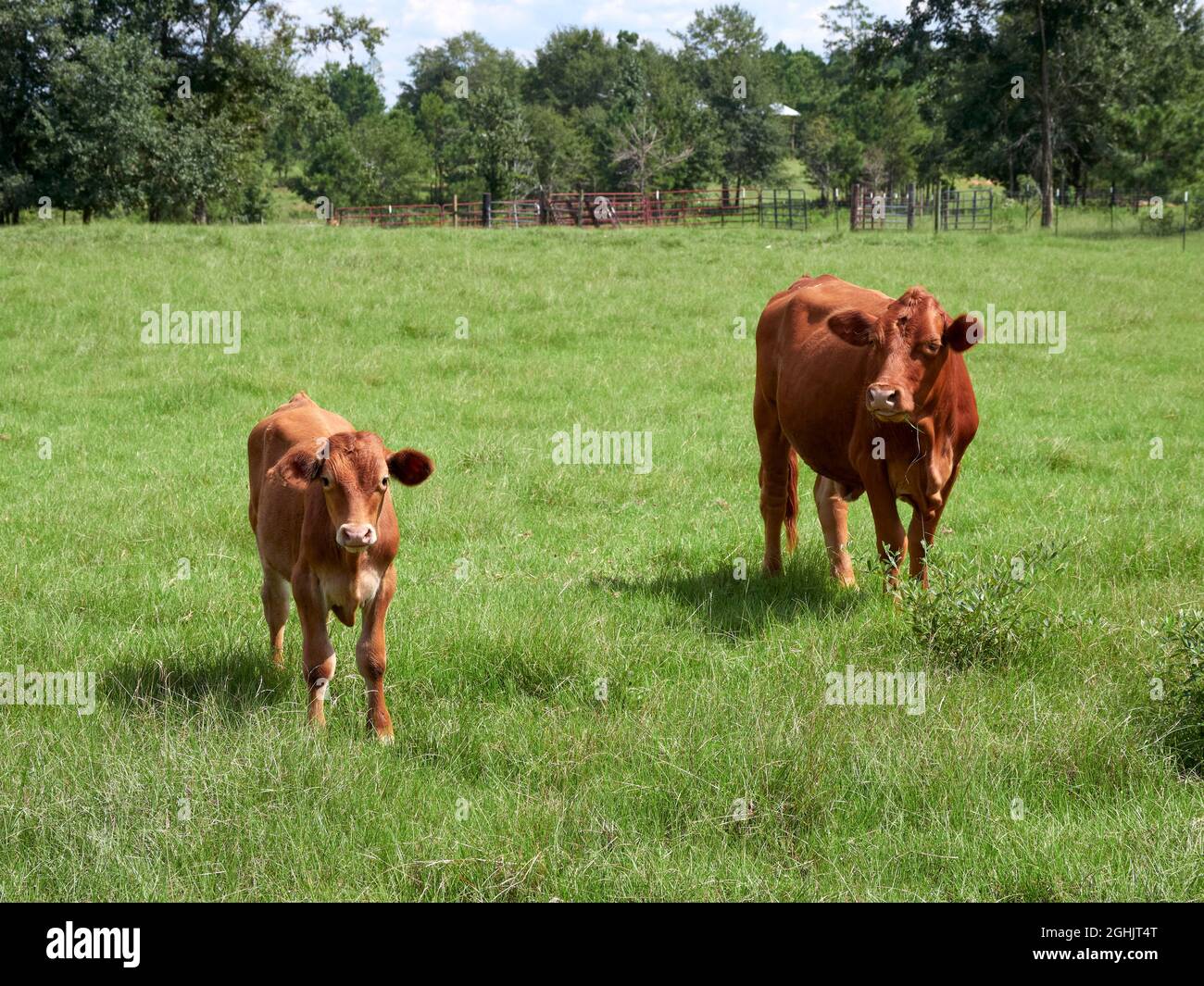 Adult, fully grown limousin cow with a calf standing in a farm pasture
