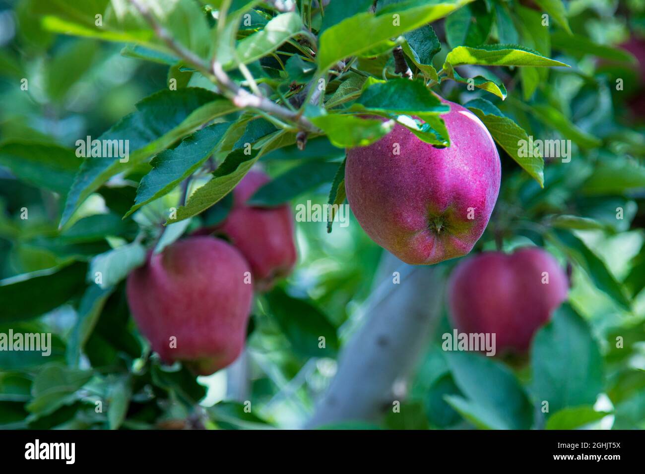 ripe apples on the tree in summer Stock Photo - Alamy