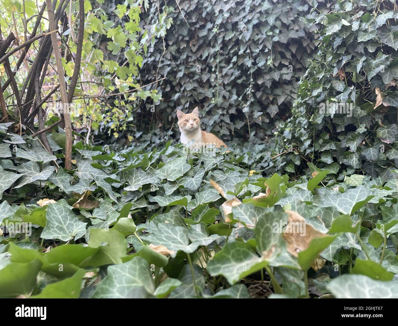 Cat climbing wall hi-res stock photography and images - Alamy