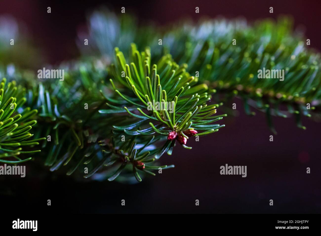 Closeup shot of green branches on a pine tree Stock Photo - Alamy