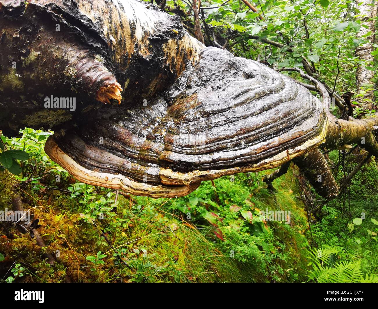 Closeup of a large wild fungus on a tree in a forest during daylight ...