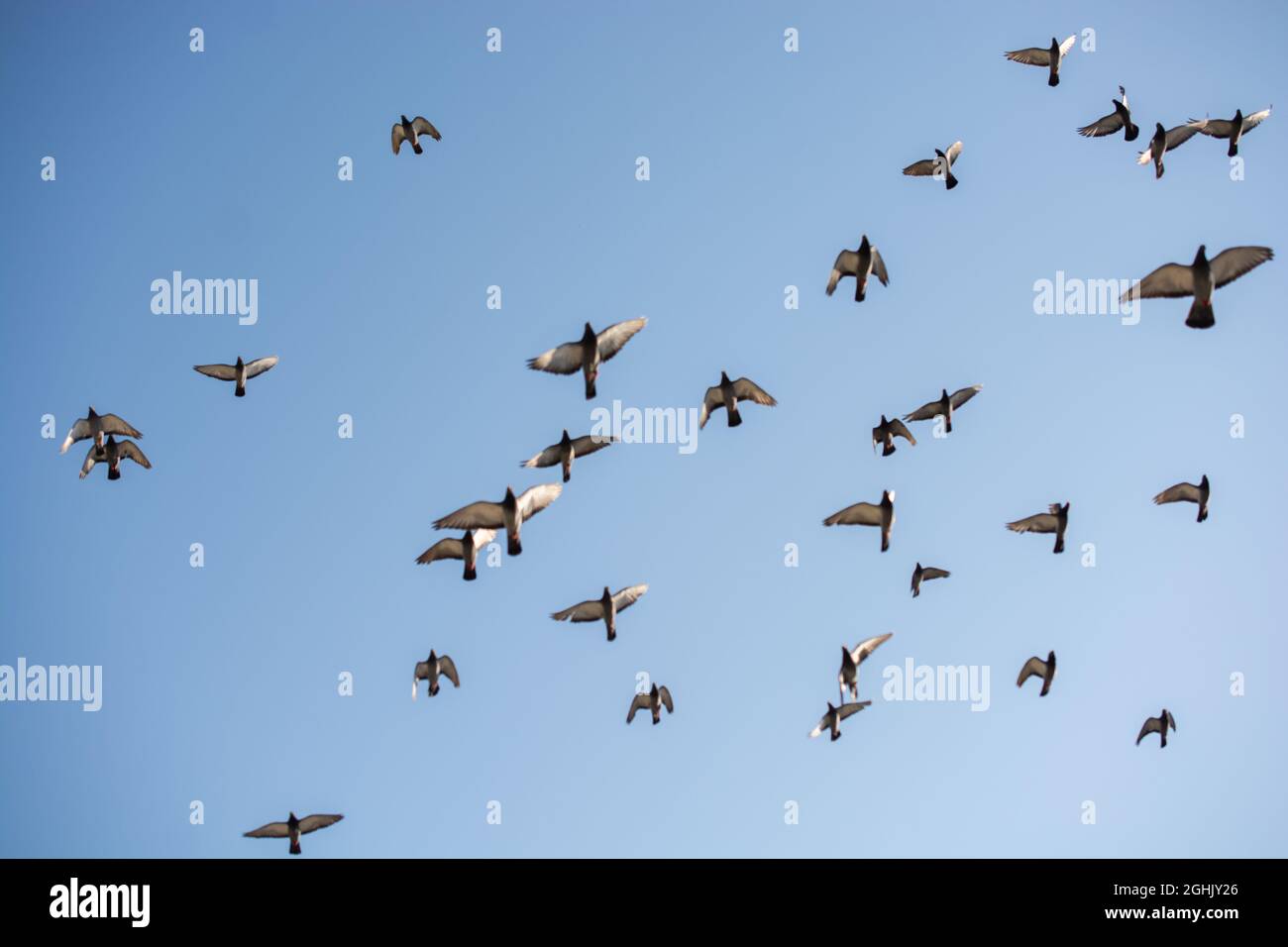 Low angle shot of birds flying in the clear blue daylight sky Stock ...