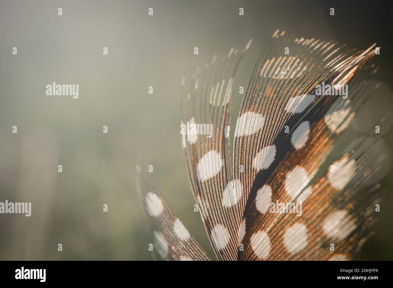 Bird feather on blurred background. Stock Photo