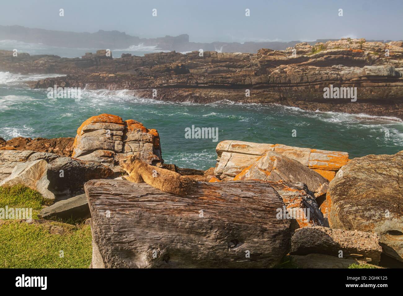 Rock hyrax or Cape Hyrax or Dassie, (Procavia capensis) blends in with surrounding rocks at Storms River Mouth in Tsitsikama National Park. Stock Photo