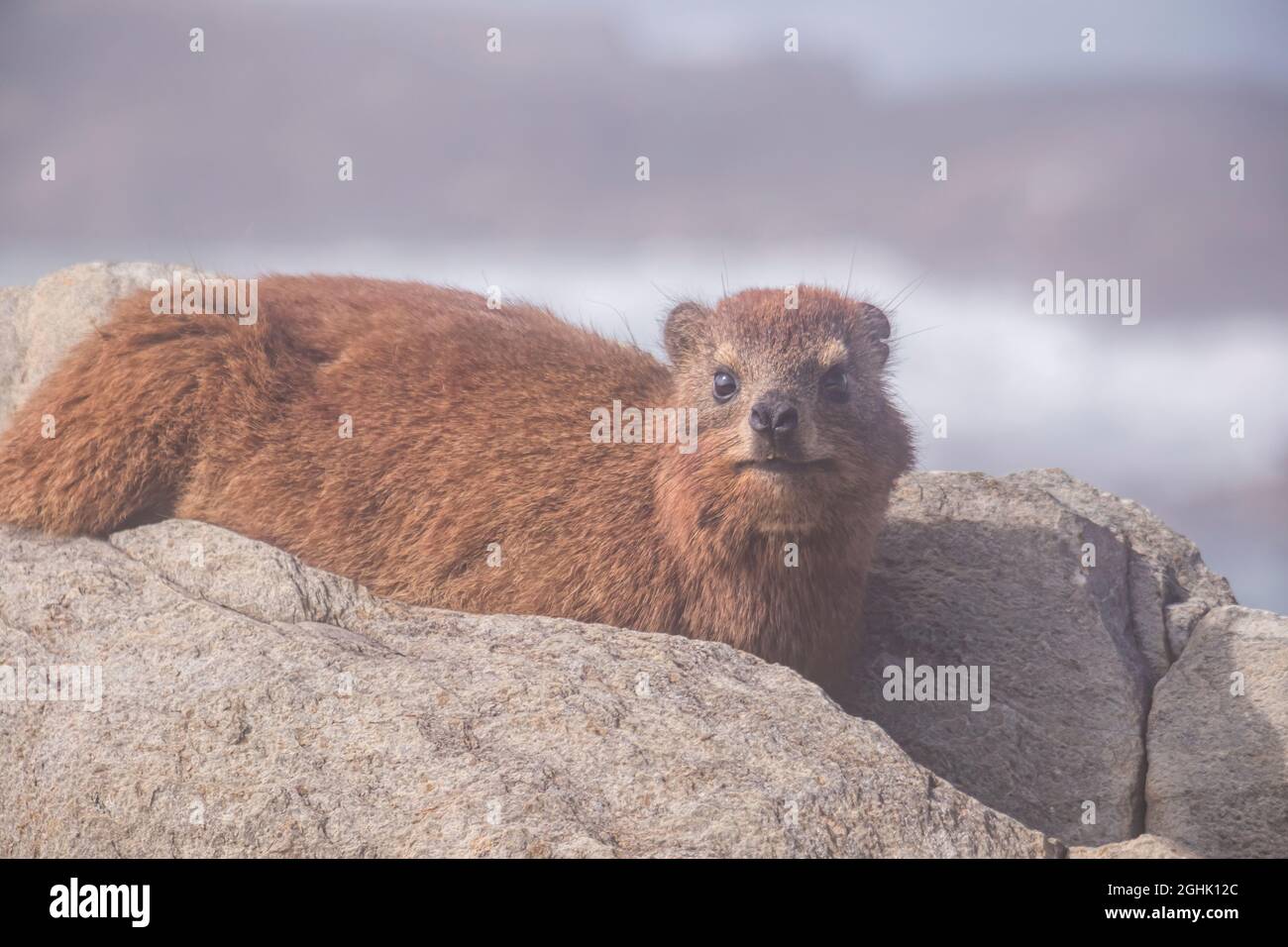 Close-up of Cape hyrax ( Procavia capensis), or Dassie at Storms River Mouth in Tsitsikama National Park, Western Cape, South Africa. Stock Photo