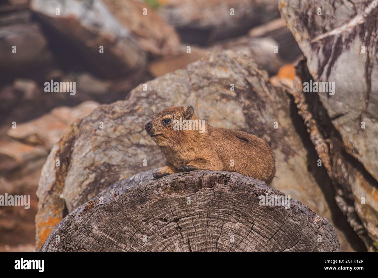 Rock hyrax or Cape Hyrax or Dassie, (Procavia capensis) blends in with surrounding rocks at Storms River Mouth in Tsitsikama National Park. Stock Photo