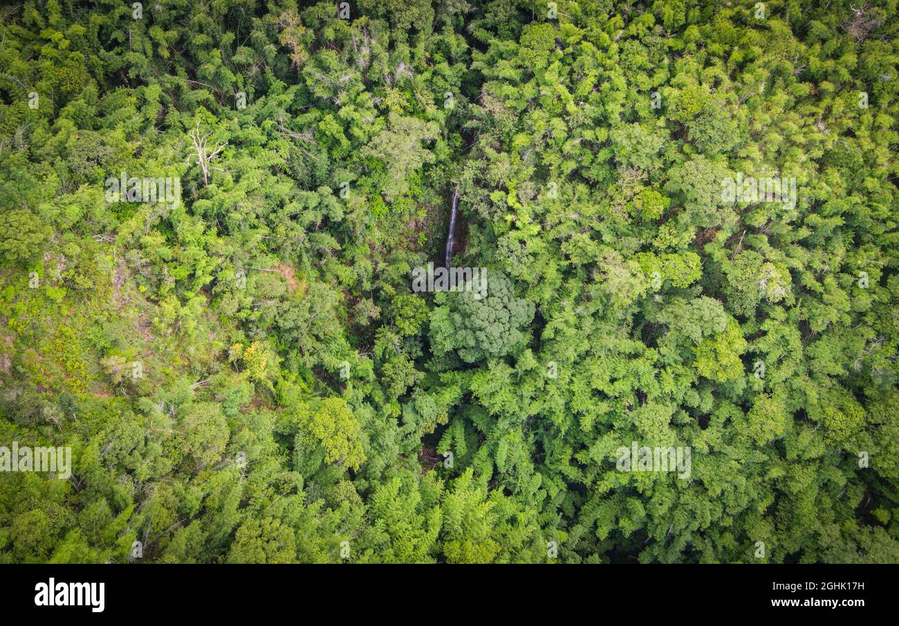 Aerial view forest tree environment nature background, waterfall on green forest top view  water stream from the hill from above, pine and bamboo fore Stock Photo