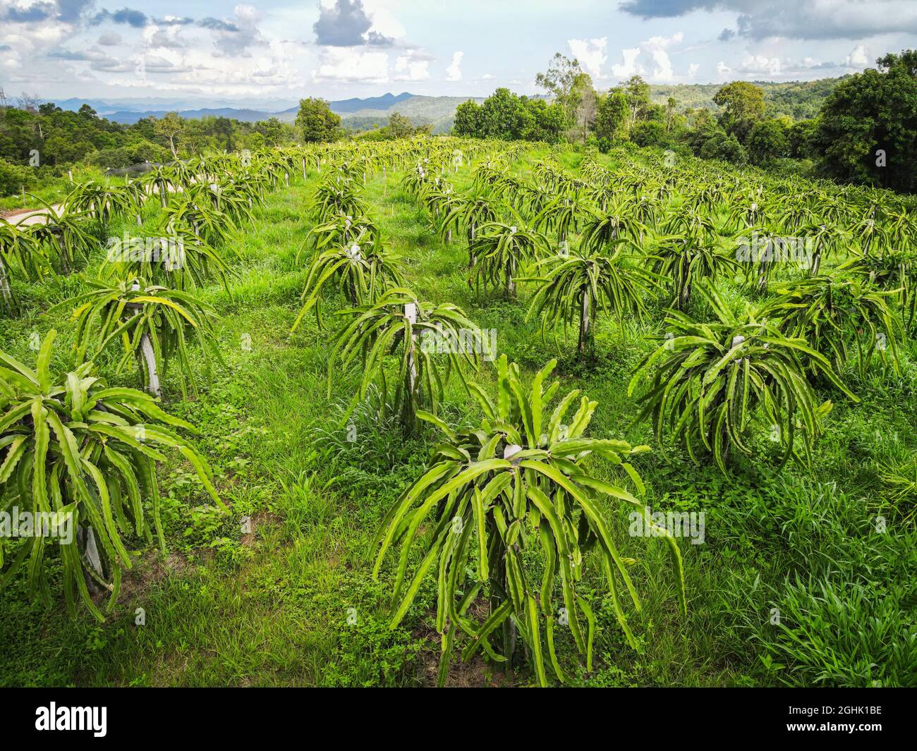 Aerial view of the dragon fruit green fields nature agricultural farm background, top view dragon fruit tree from above of crops in green, Bird's eye Stock Photo