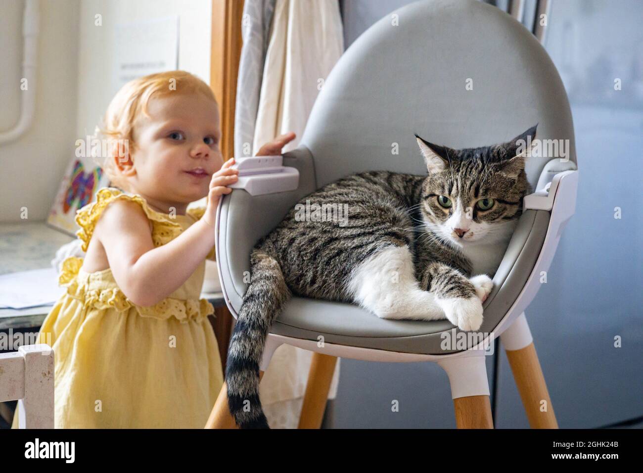 Cheerful Funny Redhead Little Girl In Elegant Yellow Dress Posing With Cat Relaxing On Armchair Stock Photo Alamy