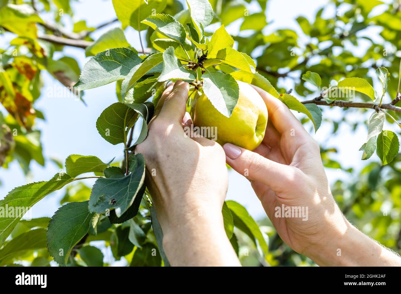 Beautiful female hands pick a ripe yellow apple from a branch. Natural ...